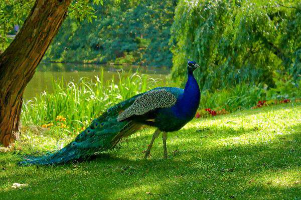sri lanka hill country tours black peacock