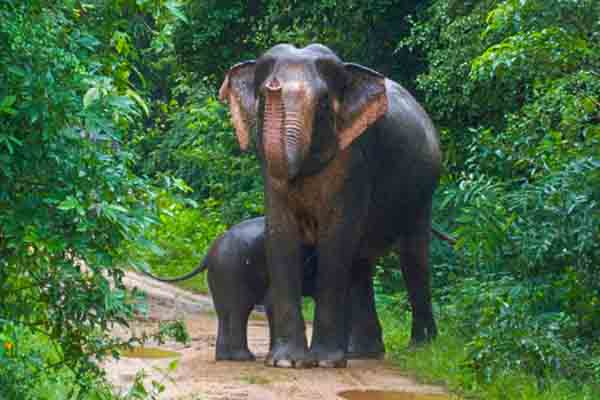 sri lanka tour packages sri lanka hill country tours wildlife tours 05
