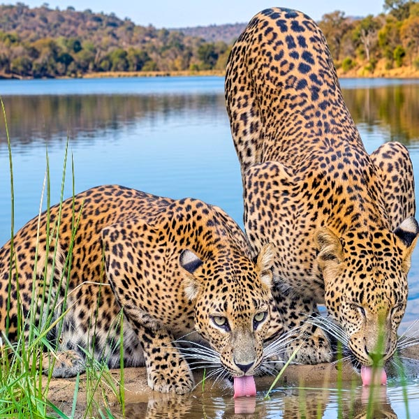 Two Sri Lankan leopards Scenic view of a natural sand-rimmed Villu water basin surrounded by dense forest in Wilpattu National Park.