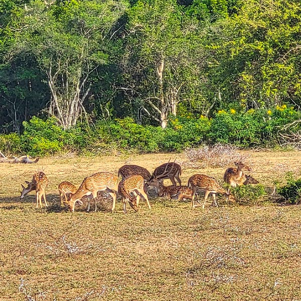 A herd of spotted deer gathering near a natural lake during a wildlife safari in Wilpattu National Park, Sri Lanka.
