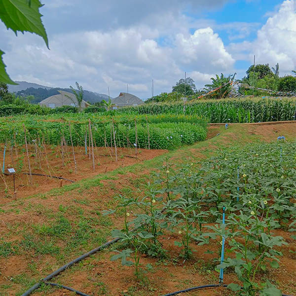 Lush green terraced farmlands growing organic vegetables in a traditional Sri Lankan village.