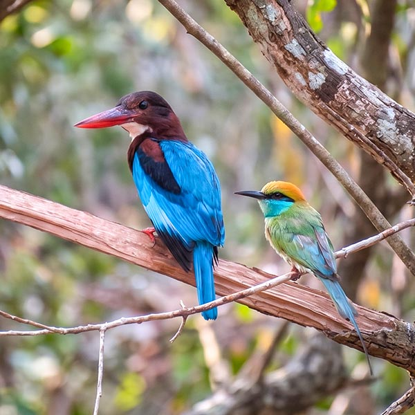 A colorful kingfisher perched on a tree branch near a Villu lake in Wilpattu National Park, Sri Lanka.