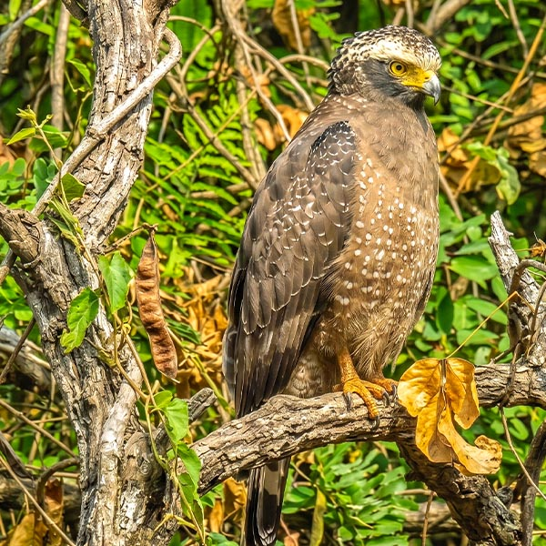 A Crested Serpent Eagle perched on a tree branch looking for prey in Wilpattu National Park, Sri Lanka.