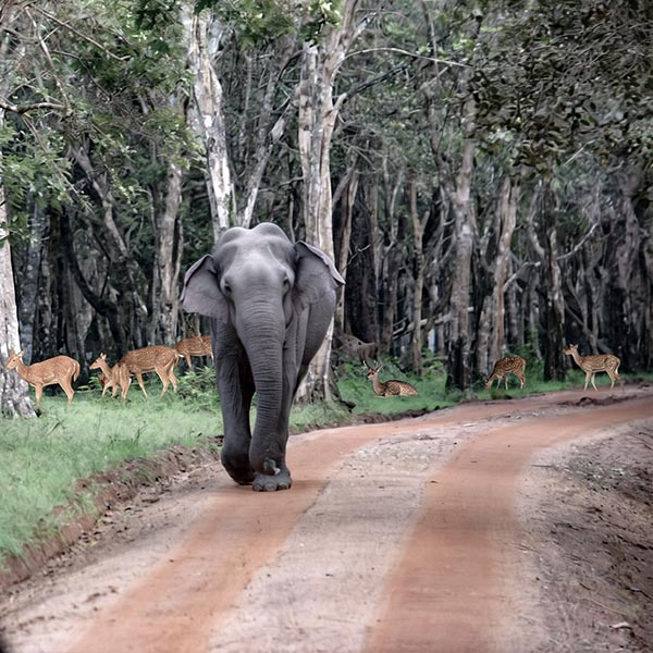 A large Asian elephant walking on a dirt track toward the camera