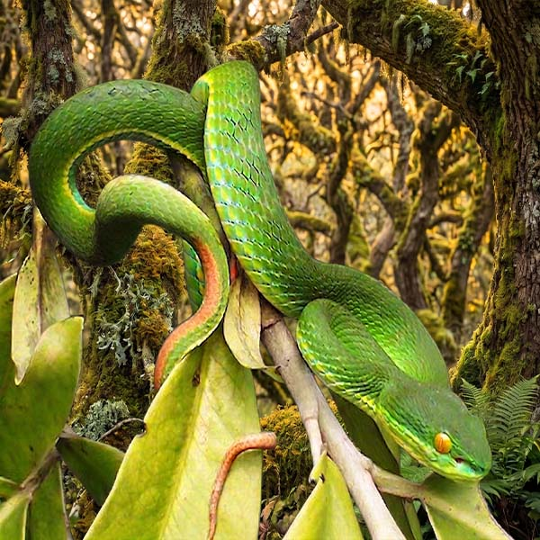 A vibrant emerald Green Pit Viper snake coiled on green leaves in the Sinharaja Rain Forest.