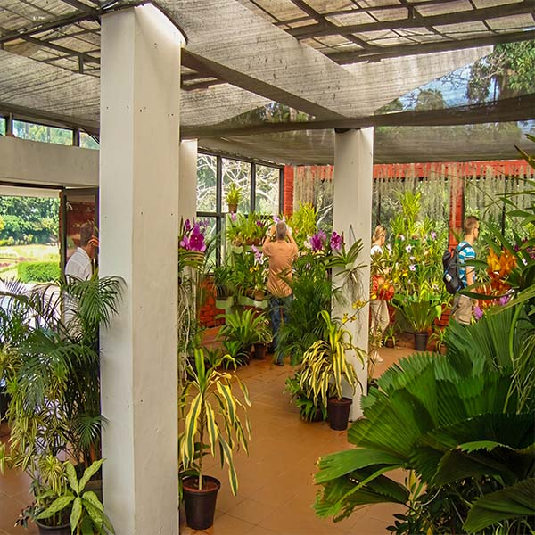 Visitors exploring the interior of the Royal Orchid House filled with vibrant orchids and tropical plants at the Royal Botanical Gardens Peradeniya.