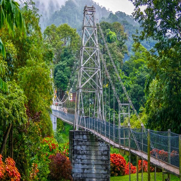 The suspension bridge spanning the Mahaweli River surrounded by dense green foliage at the Royal Gardens Peradeniya.