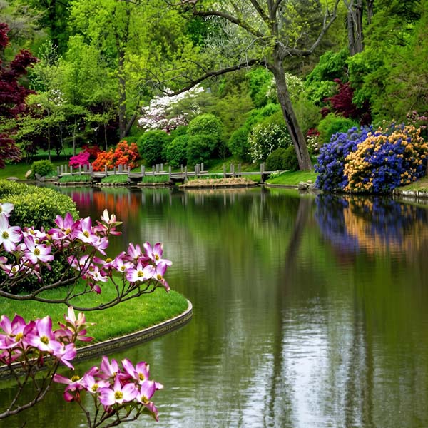 A peaceful garden pond surrounded by vibrant flowering shrubs, manicured green lawns, and lush trees at the Royal Botanical Gardens Peradeniya.