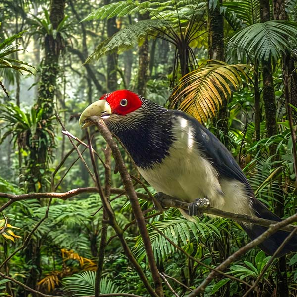A secretive Red-faced Malkoha cuckoo resting on a jungle vine amidst green foliage.