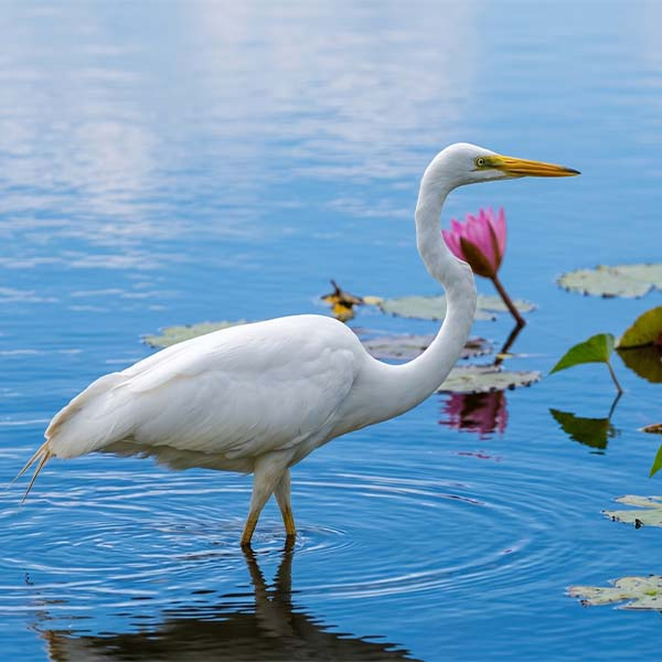 A large flock of greater flamingos wading and feeding in shallow blue water.