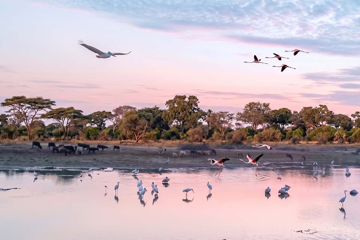 Scenic view of a calm wetland lagoon at sunrise in Bundala National Park, Sri Lanka.