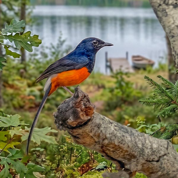 A Tickell's Blue Flycatcher with striking blue and orange plumage perched on a tree branch in a Sri Lankan national park.