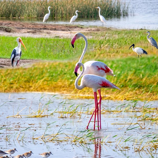 Greater flamingos and painted storks wading in a grassy wetland lagoon at Bundala National Park, Sri Lanka.