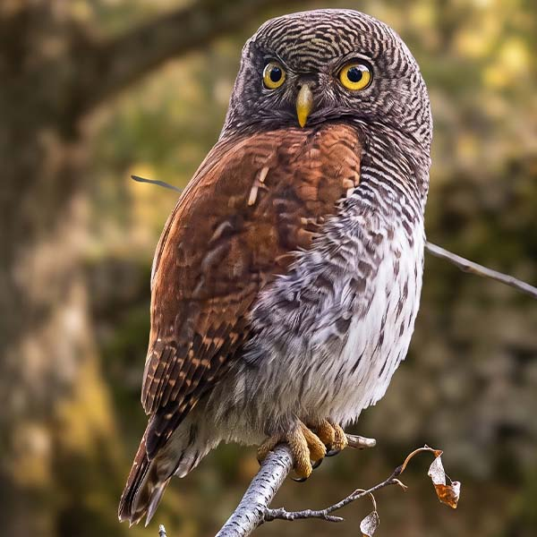 The endemic Serendib Scops Owl, featuring brown and white speckled feathers, resting on a twig.