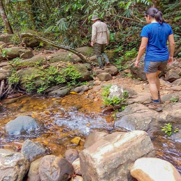 Hikers navigating a rocky stream crossing surrounded by dense foliage in the Sinharaja Rain Forest.