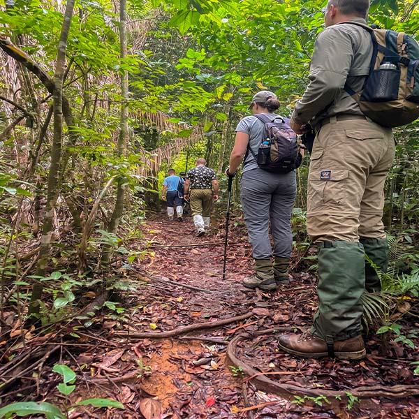 A hiker wearing a backpack and protective green leech socks walking along a dirt trail in the lush Sinharaja Rain Forest.