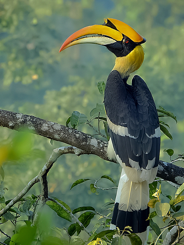 A colorful hornbill perched on a tree branch during a wildlife safari in Gal Oya National Park.
