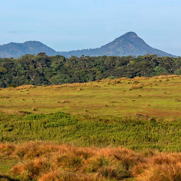 A scenic view across the grassy plateau of Horton Plains, with a prominent mountain peak—likely Kirigalpoththa or Thotupola Kanda—towering in the background under a blue sky