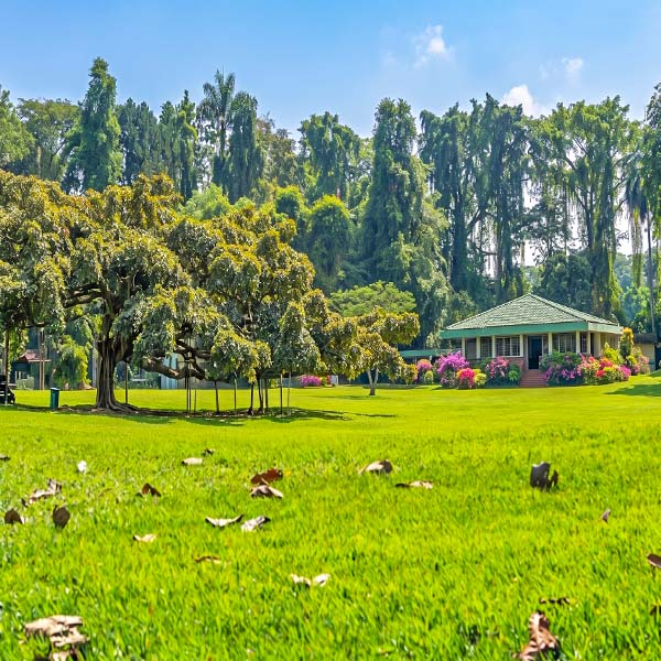 The garden cafeteria pavilion nestled beside a lush green lawn and surrounded by trees