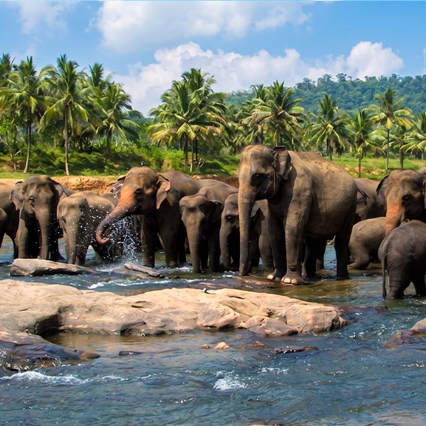 Asian elephants standing in a river surrounded by lush green palm trees.