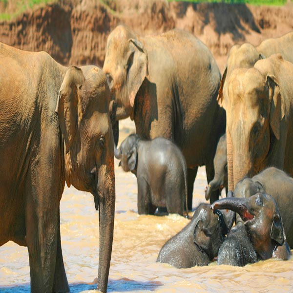  A herd of elephants, including a baby, bathing in the rocky shallows of the Ma Oya River at Pinnawala Elephant Orphanage.