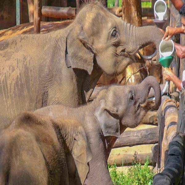 Two baby elephants being bottle-fed milk by a caretaker at Pinnawala Elephant Orphanag