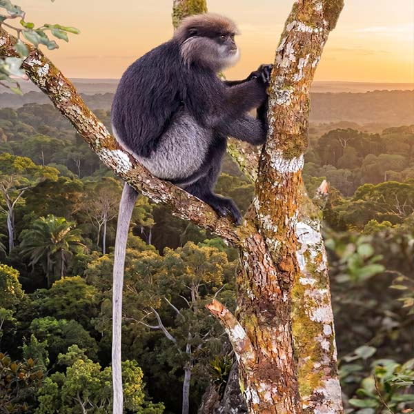 A Purple-faced Langur monkey sitting on a mossy tree trunk in the Sinharaja Rain Forest at sunset.