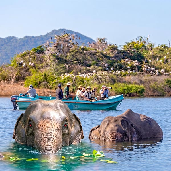 Two Asian elephants swimming in the Senanayake Samudraya reservoir while tourists observe them from a small boat during a safari in Gal Oya National Park, Sri Lanka.