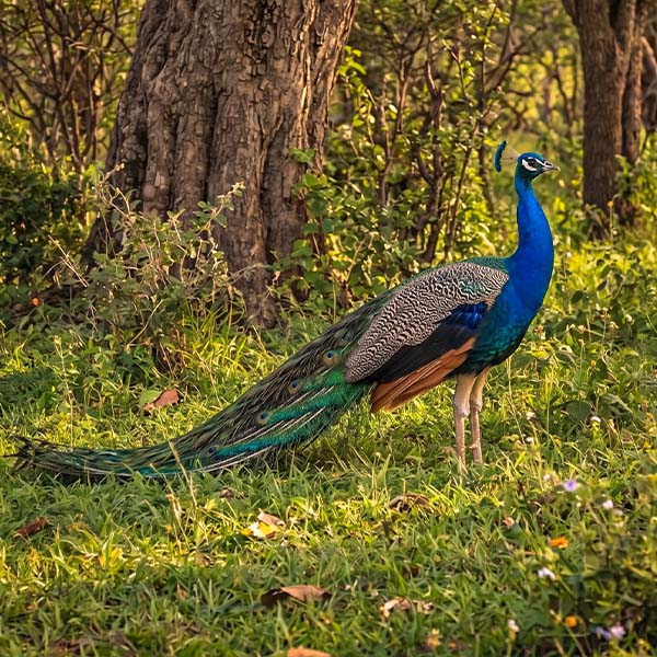 A colorful peacock displaying its long tail feathers in a natural grassy habitat.