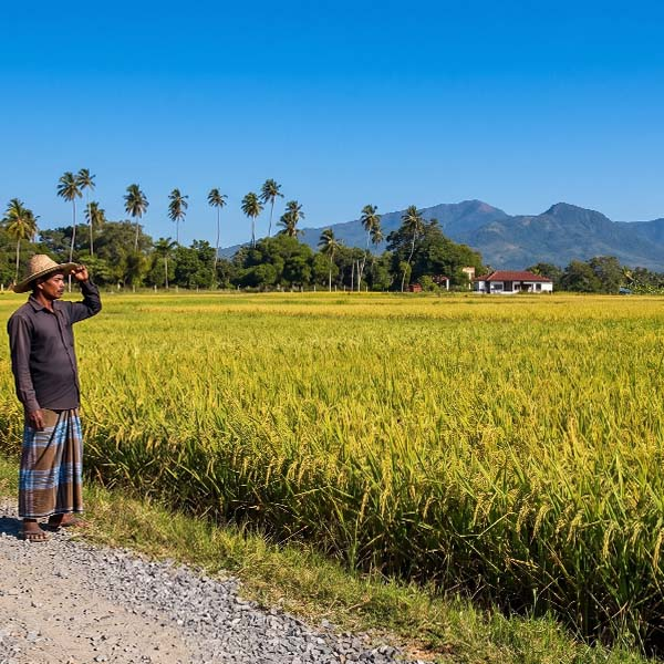 A scenic view of lush agricultural heartlands, showing palm trees, a bright blue sky, and a local farmer wearing a woven hat.