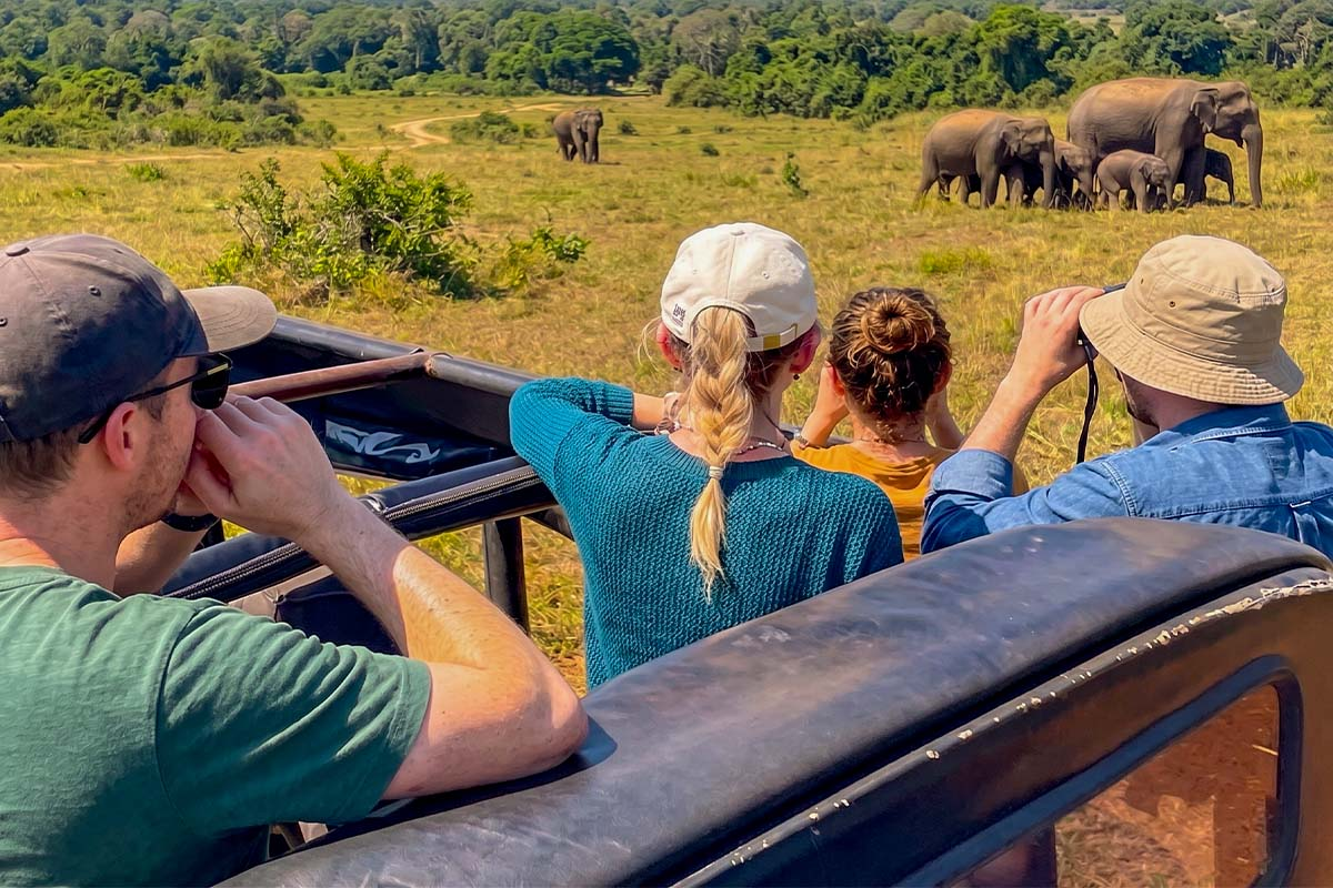 Tourists in a safari jeep observing a herd of wild elephants in Udawalawe National Park.