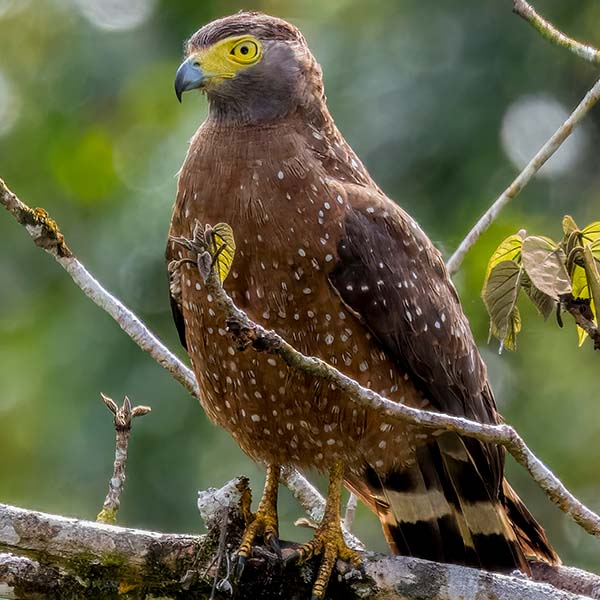 A majestic eagle resting on a dry tree branch, scanning the open landscape for prey.