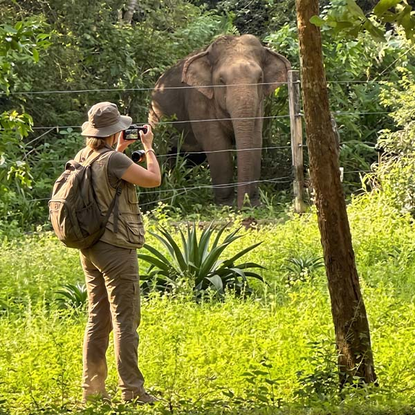 A traveler photographing a wild Asian elephant through a protective fence in the lush buffer zone of Udawalawe National Park, highlighting the coexistence between wildlife and local communities.