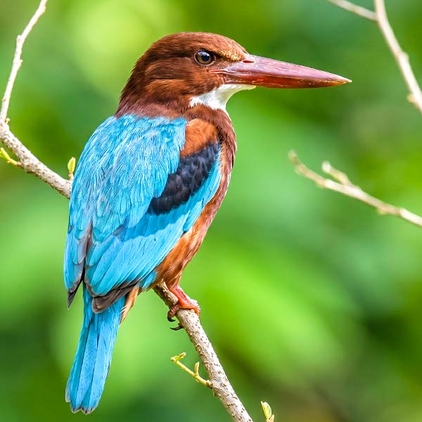 A brightly colored kingfisher with a rich brown head and vibrant blue wings perched on a thin branch.