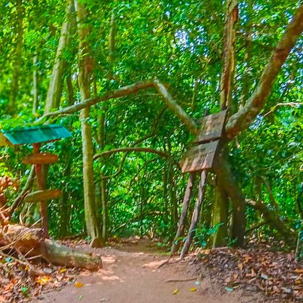 Meditation Monastery in Udawatta Kele: A quiet forest trail and wooden sign leading toward one of the active Buddhist hermitages surrounded by dense greenery within Udawatta Kele Sanctuary.