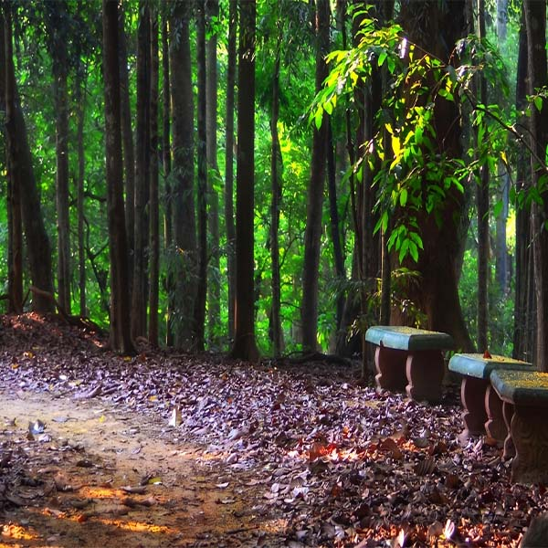 A shaded dirt hiking path winding through the lush green trees and dense canopy of Udawatta Kele Sanctuary, featuring stone benches along the side.