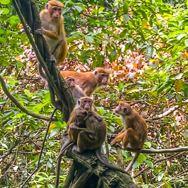 Toque Macaques in Udawatta Kele: A group of toque macaques perched together on tree branches and vines within Udawatta Kele Sanctuary.