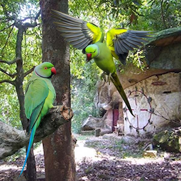 Two vibrant green parrots perched on a mossy branch with wings spread against a dark leafy backdrop.