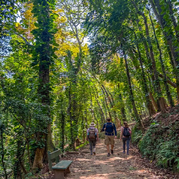 Hikers on a forested trail: Three visitors walking along a shaded dirt path surrounded by lush green trees, exposed roots, and a stone bench within Udawatta Kele Sanctuary.