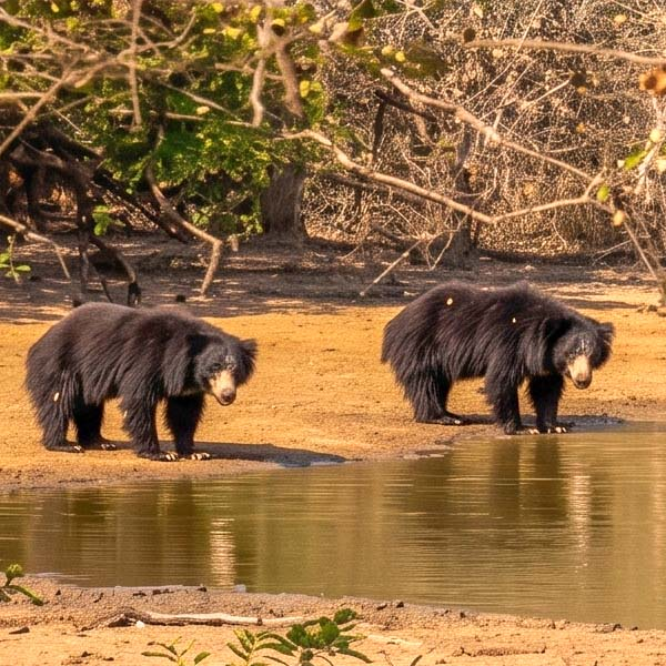 Two wild Sri Lankan sloth bears standing near the water's edge in Yala National Park.