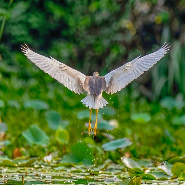 A water bird taking flight over a wetland area in Yala National Park, showcasing its widespread wings.