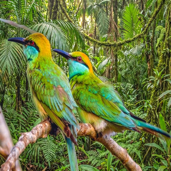 Two vibrant Green Bee-eaters perched together on a branch in Yala National Park.