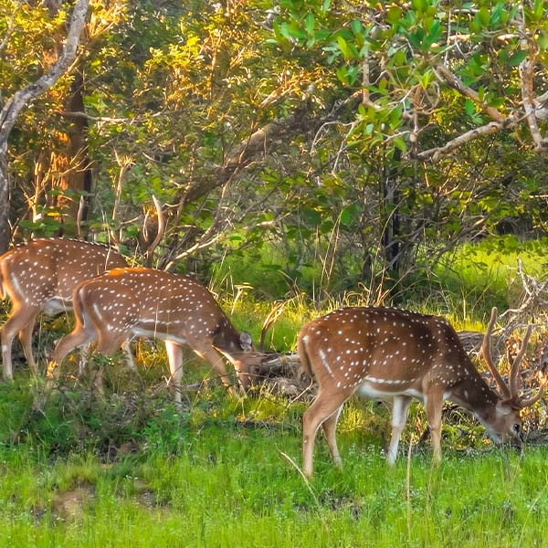 Three spotted Axis deer grazing peacefully in the lush green brush of Yala National Park.