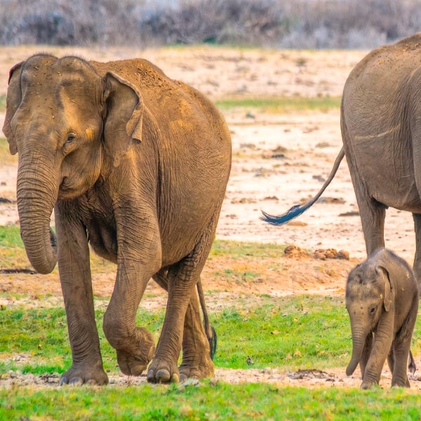 An adult Asian elephant and its calf walking along a dusty trail in Yala National Park.