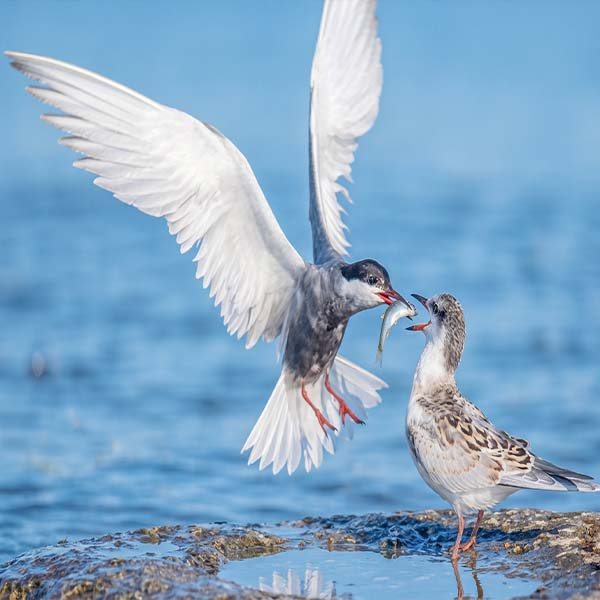 A white tern with widespread wings in mid-flight swooping near a small shorebird by the water in Yala National Park.