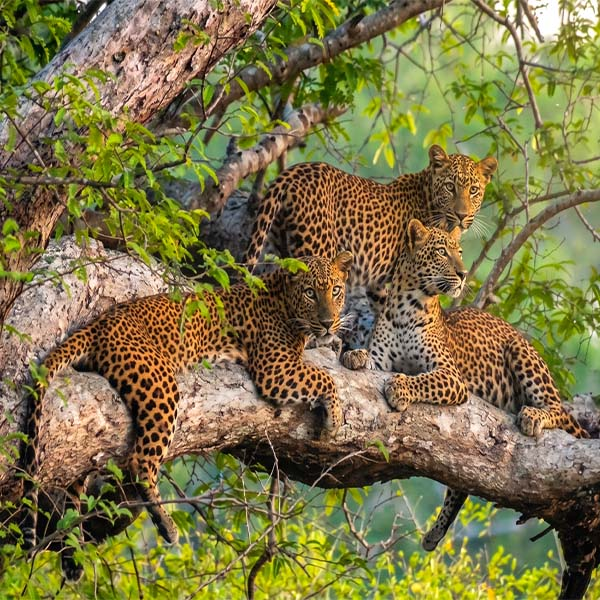 A Sri Lankan leopard resting on a thick tree branch amidst lush green foliage in Yala National Park.