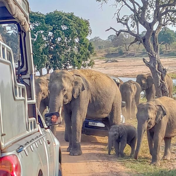 Visitors in an open-top safari vehicle watching a massive adult Asian elephant standing just off the dusty trail among dry brush in Yala National Park.