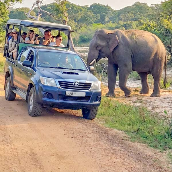 A blue safari jeep stopped on a dirt track as a large wild Asian elephant stands close by in the scrubland of Yala National Park.
