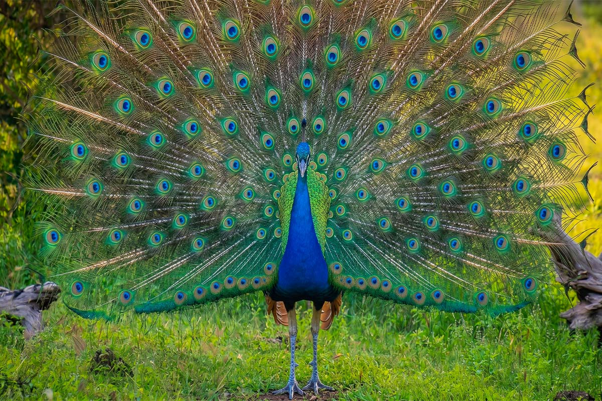 A vibrant male Indian peacock displaying its fully fanned, iridescent tail feathers in a natural green setting at Yala National Park.
