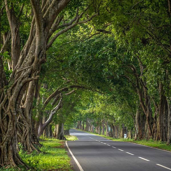 An asphalt road curving beneath a dense canopy of large banyan trees on  the way to sigiriya from Awukana  Sri Lanka.